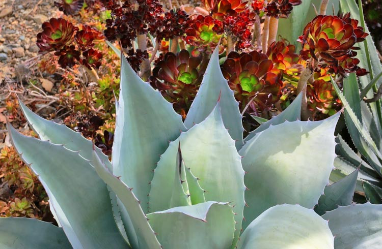 Agave ovatifolia (Whale's Tongue Agave)